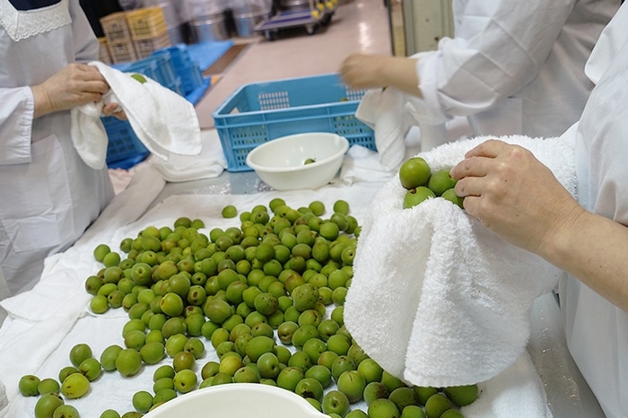 中国古代医学から現代日本へ「医食同源」と梅の健康効果